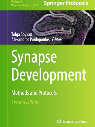 Synapse Development
